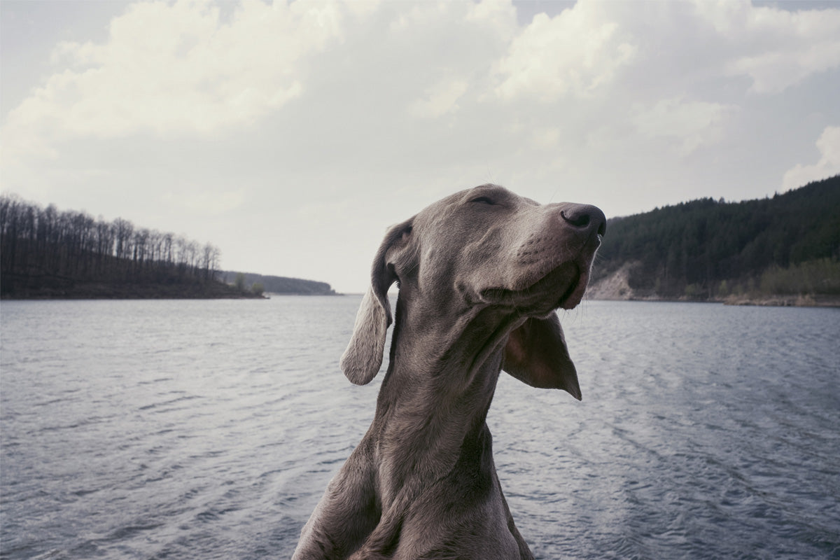 The Best Places to Take Your Dog